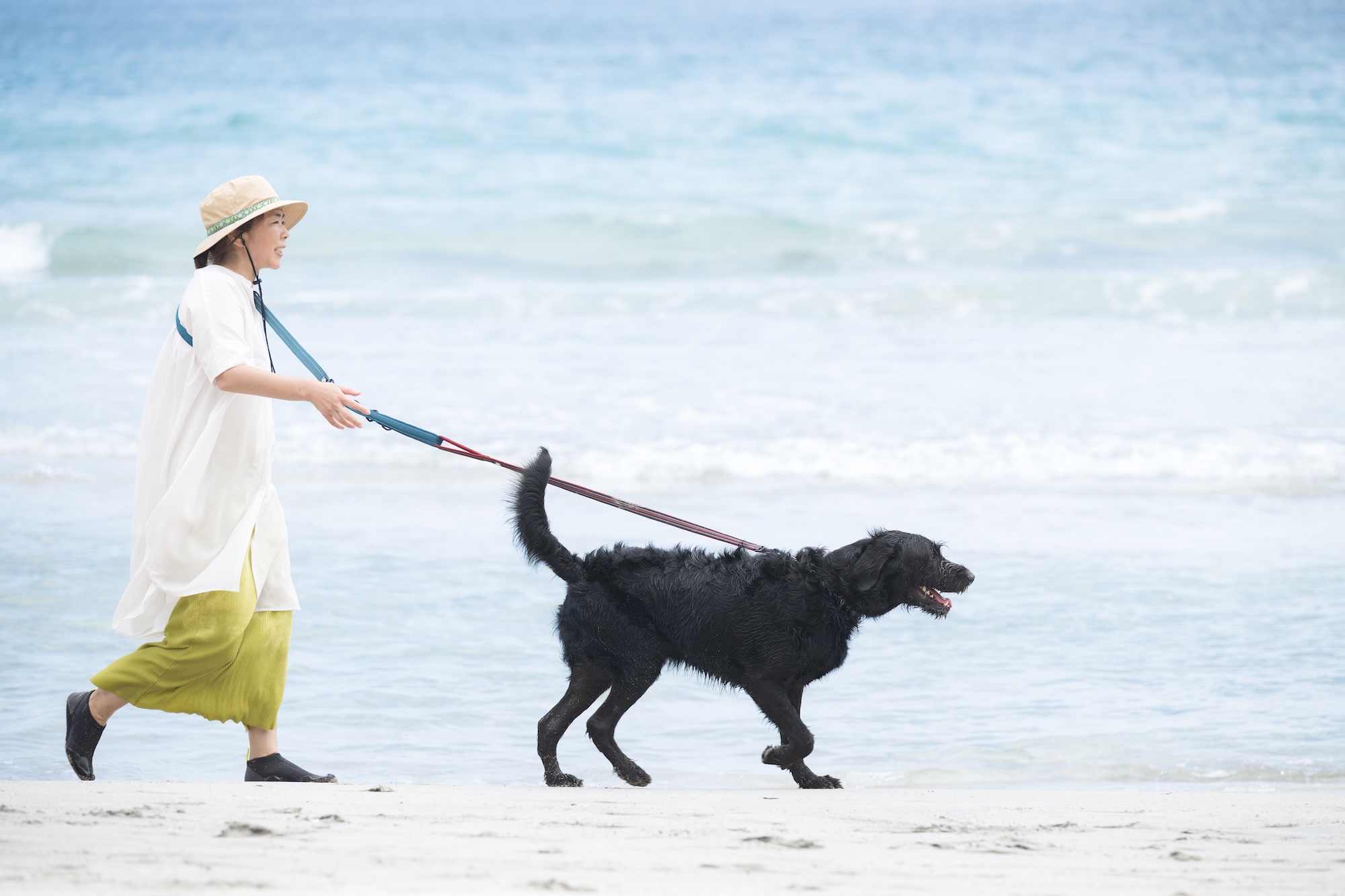 海辺を犬と歩く様子